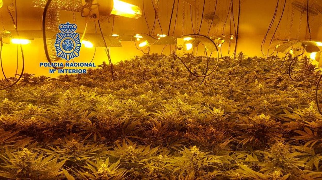 Imagen de la plantación indoor de marihuana en una imagen cedida por la Policía Nacional