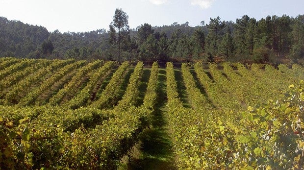 Agotadas todas las entradas del Duero International Wine Fest