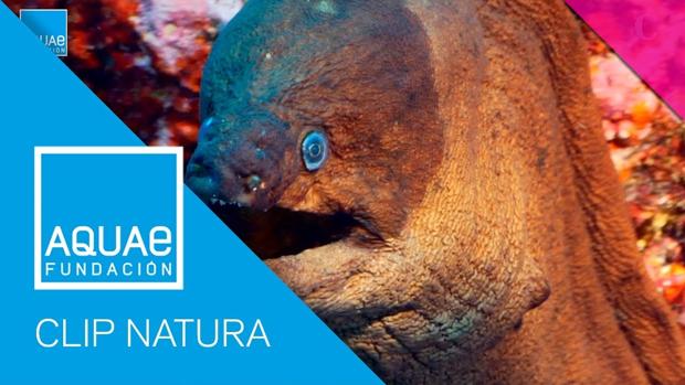 Clip Natura: las morenas