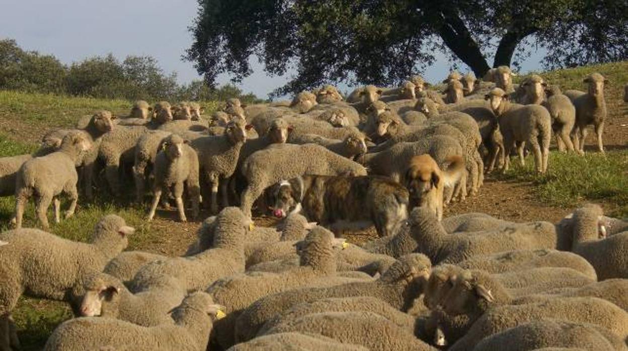 Un matadero ilegal en Larraul (Guipúzcoa) destinado al consumo humano