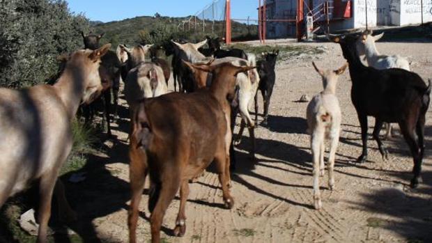 Roba 190 cabras en un año en la granja donde trabajaba en Albaida