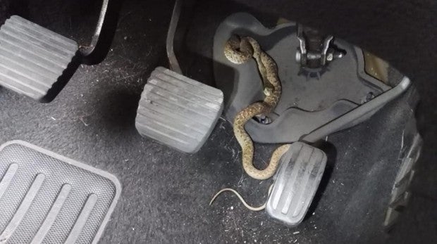 Se tira de su vehículo en marcha tras descubrir una serpiente enredada en los pedales