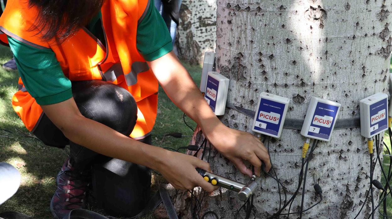 Un técnico revisa la resistencia de la madera con un resistógrafo