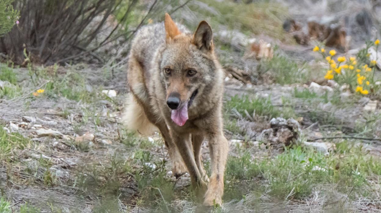 La Junta estima así el recurso interpuesto por la Asociación para la Conservación y el Estudio del Lobo Ibérico