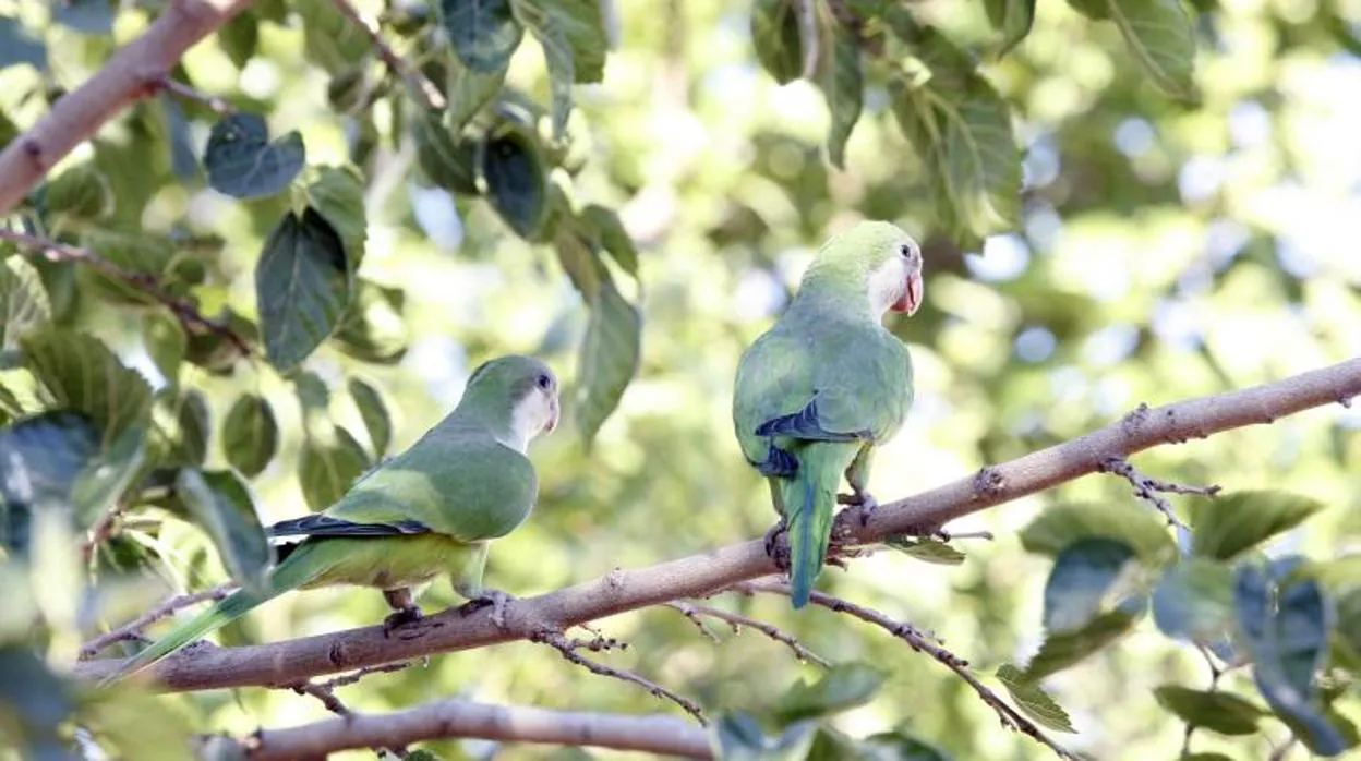 Dos ejemplares de cotorras argentinas en un árbol