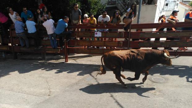 Un toro hiere a un vecino y siembra el pánico tras escaparse del circuito en los encierros de Galapagar