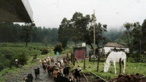 Siete escenas del pasado rural de Canarias