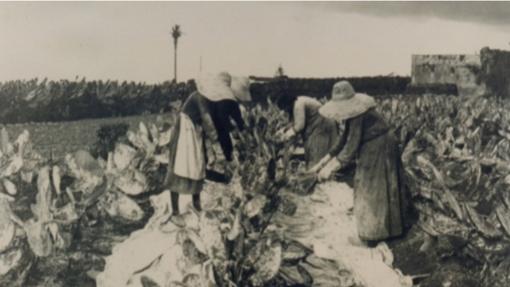 Siete escenas del pasado rural de Canarias