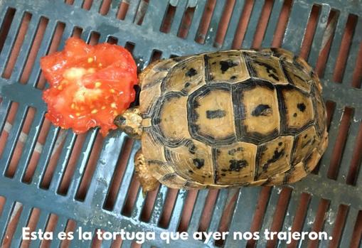 Imagen de la otra tortuga