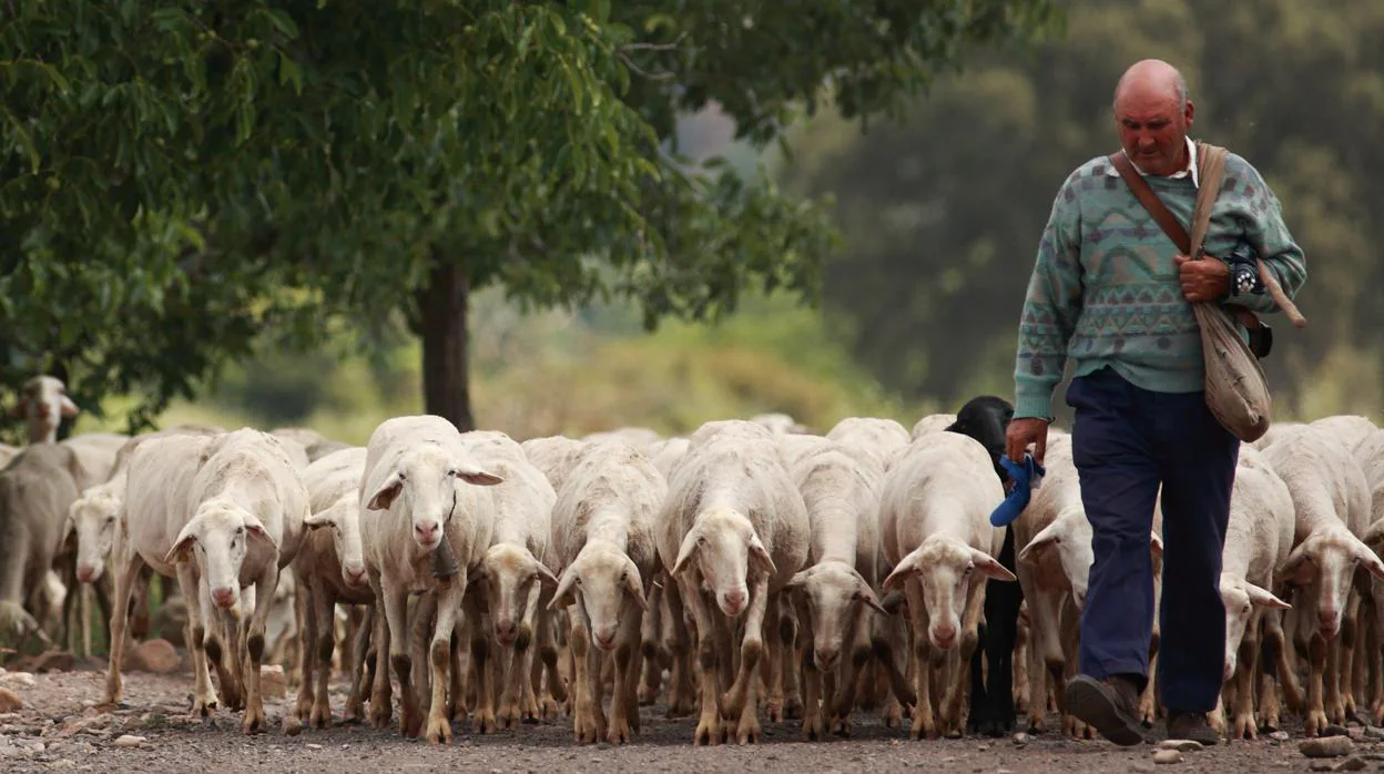 Un pastor conduciendo a su rebaño en un pueblo del Moncayo zaragozano