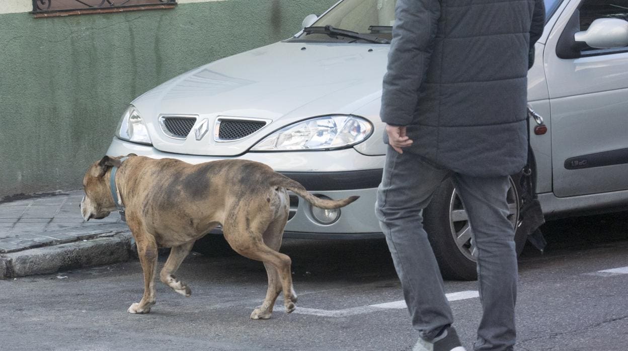 Un hombre pasea a su perro en Madrid
