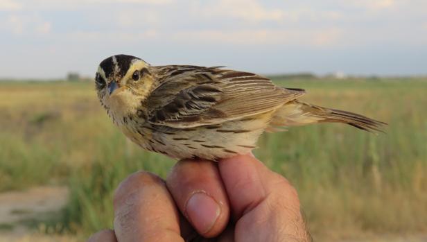 La Mancha Húmeda, lugar de descanso de una de las aves más amenazadas del mundo