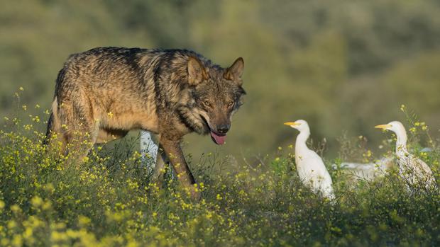 Barbacana, la otra cara del lobo