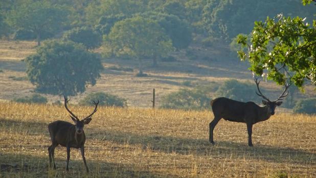 Los Yébenes invita a disfrutar de la berrea con una ruta senderista