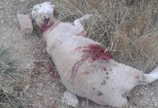 Una oveja atacada por un lobo