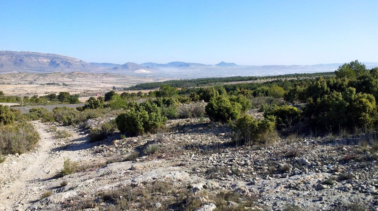 Microrreserva ecológica de Los Arenales, en Caudete (Albacete)