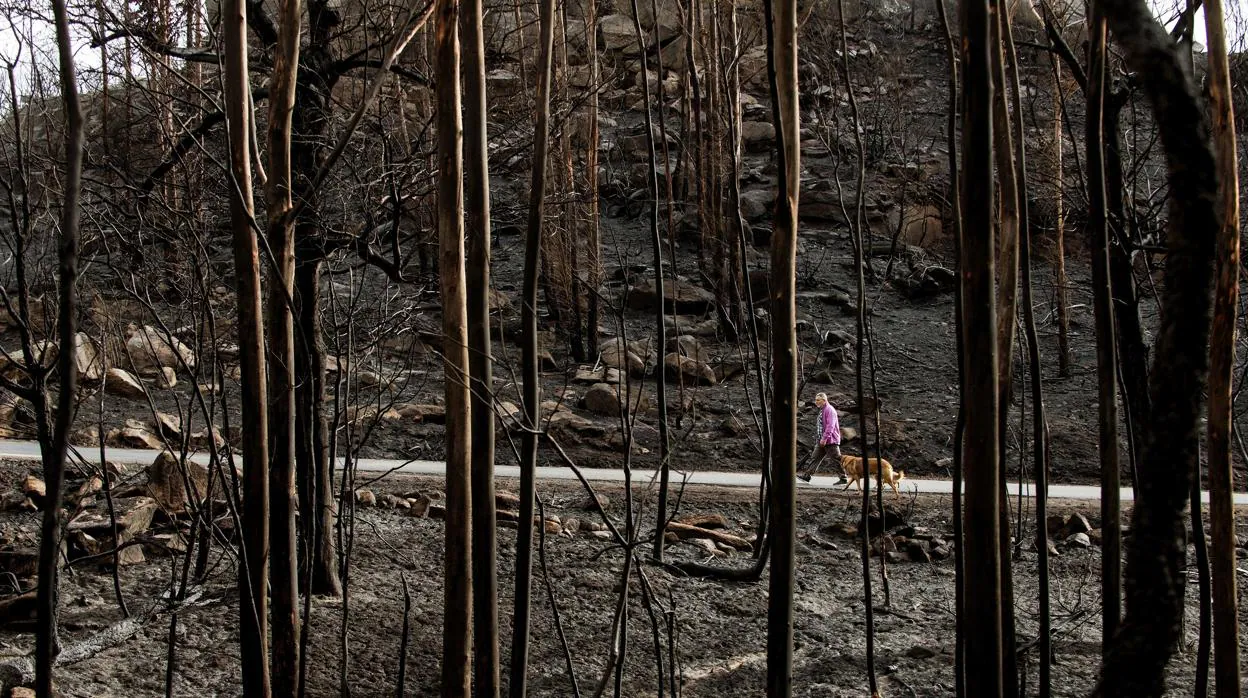 Terreno calcinado por las llamas en Orense, en una imagen de archivo