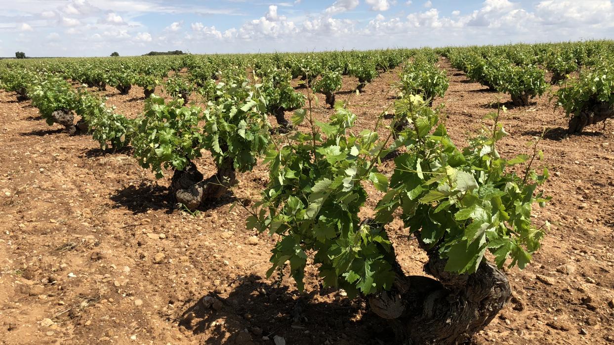 Viñedos en Socuéllamos (Ciudad Real) de Familia Bastida