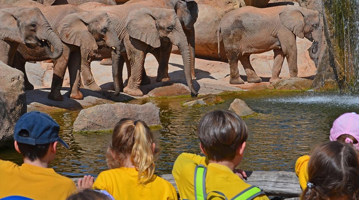 Xiquets miren els elefants en el Bioparc València