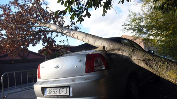 Una duda sobre competencias mantiene un chopo sobre un coche desde agosto