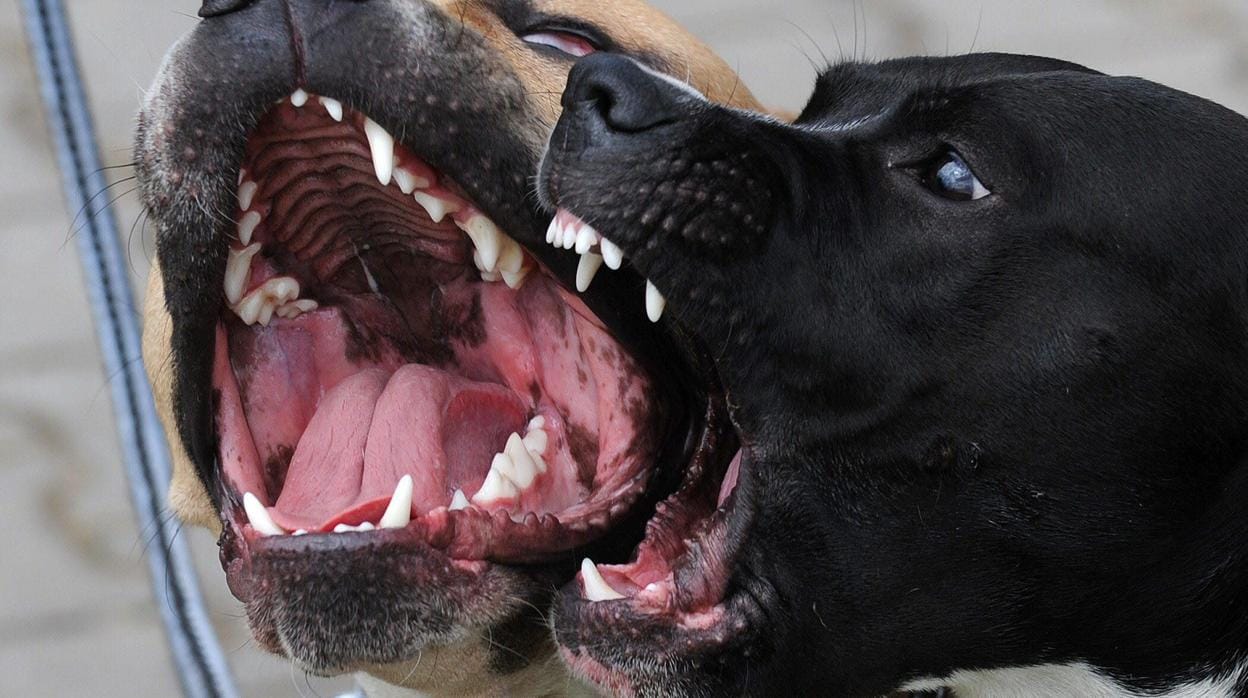 Dos perros de raza pitbull en una imagen de archivo