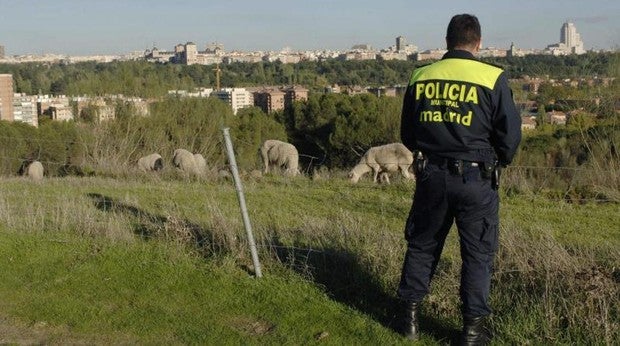 Madrid reintroducirá ovejas en la Casa de Campo para evitar incendios