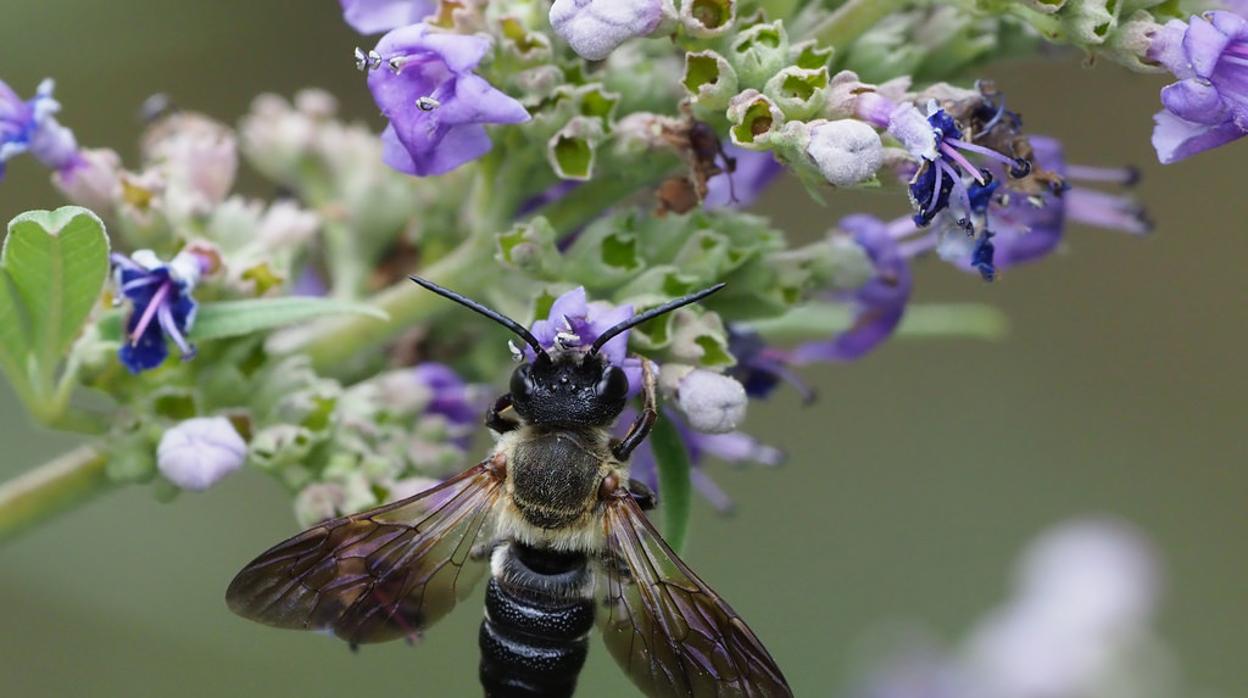 Alertan de la llegada a España de la «abeja gigante», procedente de Asia
