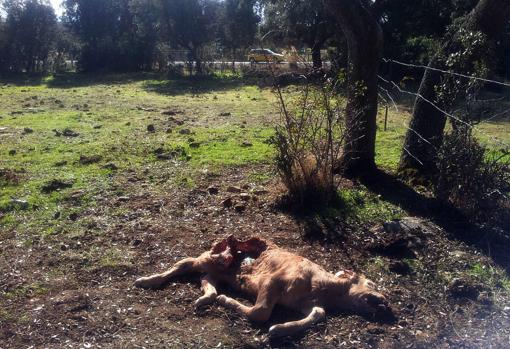 Ataque de lobos en una explotación ganadera palentina