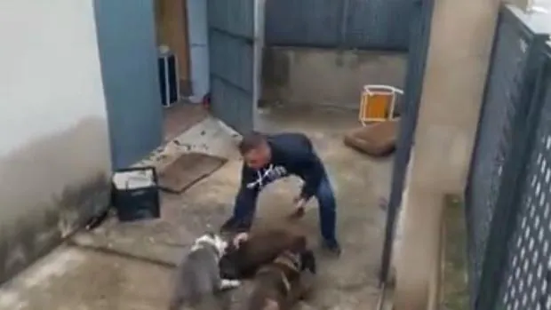 Vídeo: dos perros destrozan a un cachorro de jabalí mientras un hombre les alienta