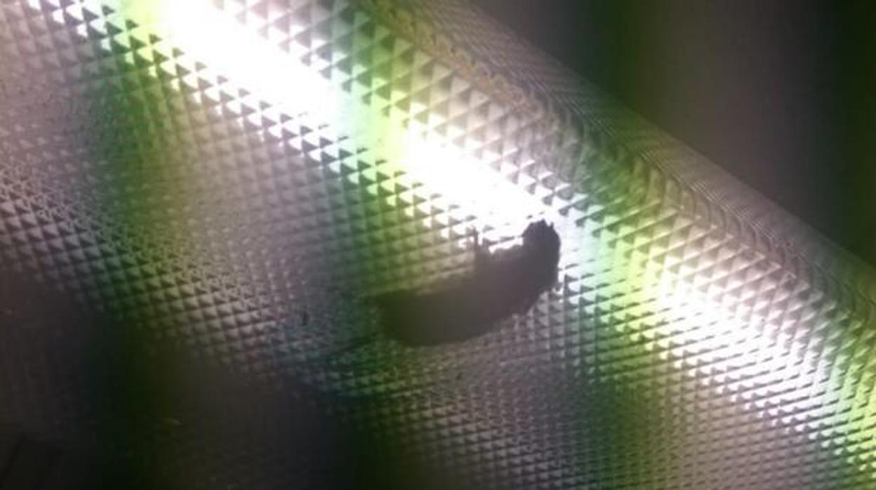 Roedor tras un fluorescente, en una imagen de archivo