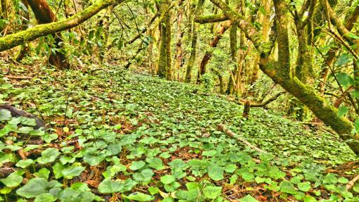 Las primeras fotos del nuevo manto verde de Canarias tras las lluvias