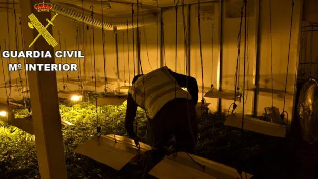 La Guardia Civil interviene 920 plantas de marihuana en una nave industrial de Beniparrell