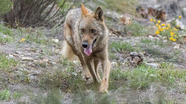 Alertan de que los ataques del lobo al sur del Duero crecerán un 72%