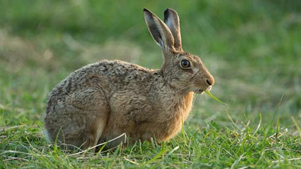 Los cazadores piden no cazar liebres en Castilla-La Mancha por la mixomatosis