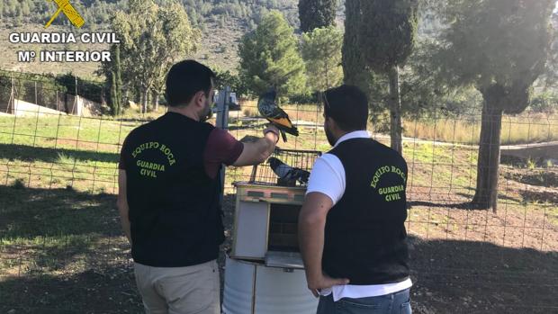 Unos menores roban palomos de competición valorados en 17.000 euros