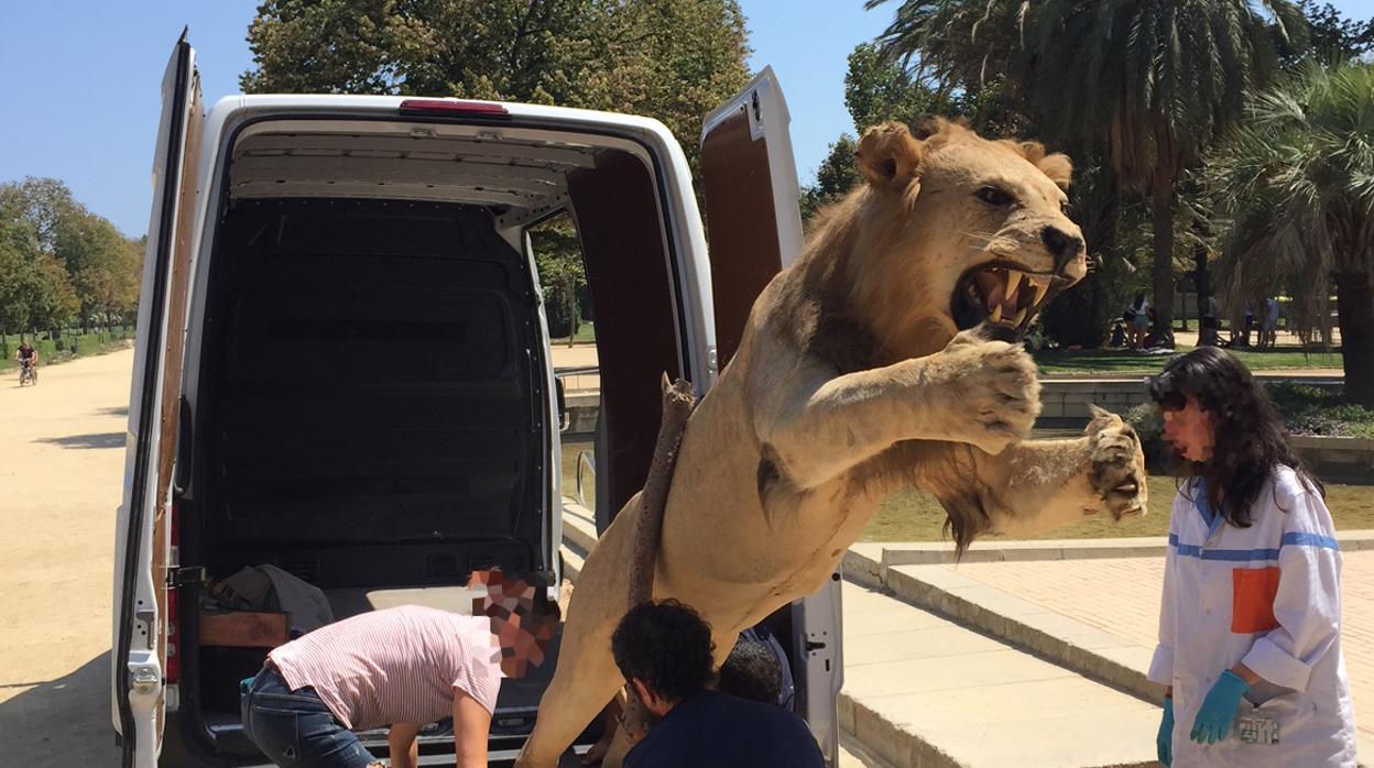 El león, una vez decomisado, fue despositado en un museo para que pueda ser visto por los visitantes