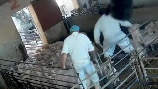 Denuncian la brutalidad con la que se trata a los animales en un matadero de Segovia