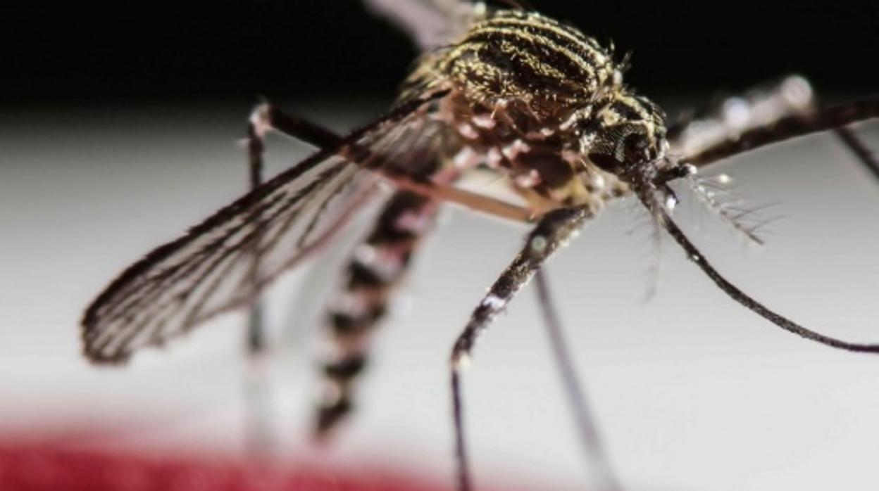 El mosquito tigre es un potente difusor del dengue