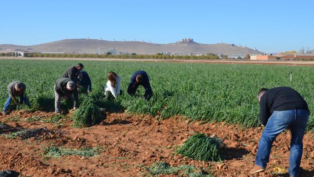 Fin de semana gastronómico en Consuegra con las IV Jornadas de la Cebolleta