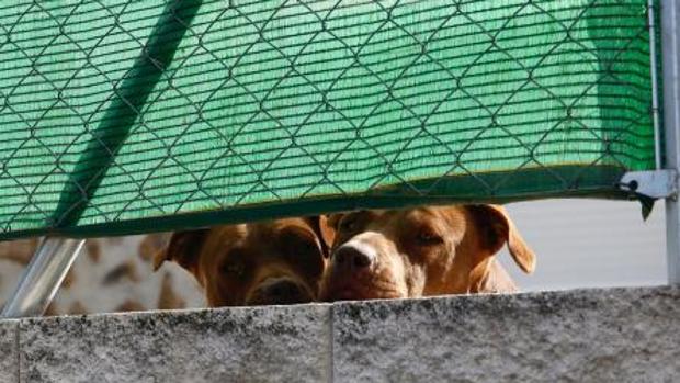 Tragedia en Colmenar: investigan si la familia de las mujeres muertas tenía un criadero ilegal de perros