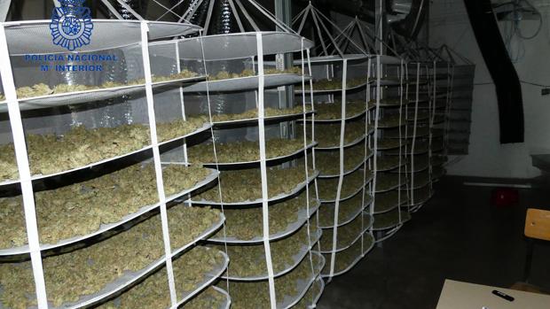 Desmantelan una plantación «indoor» con más de dos mil plantas de marihuana