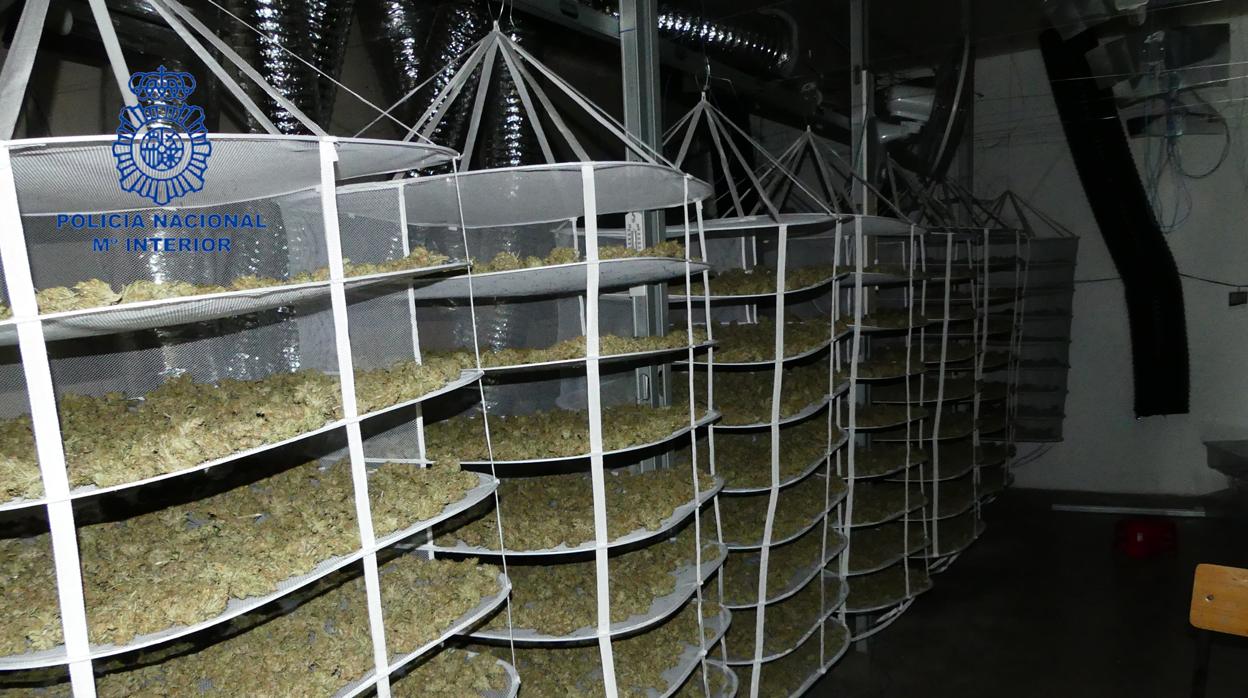 Imagen de la nave industrial donde cultivaban marihuana los detenidos