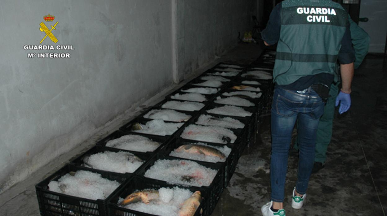 Uno de los cargamentos ilegales de peces intervenidos por la Guardia Civil en Zaragoza