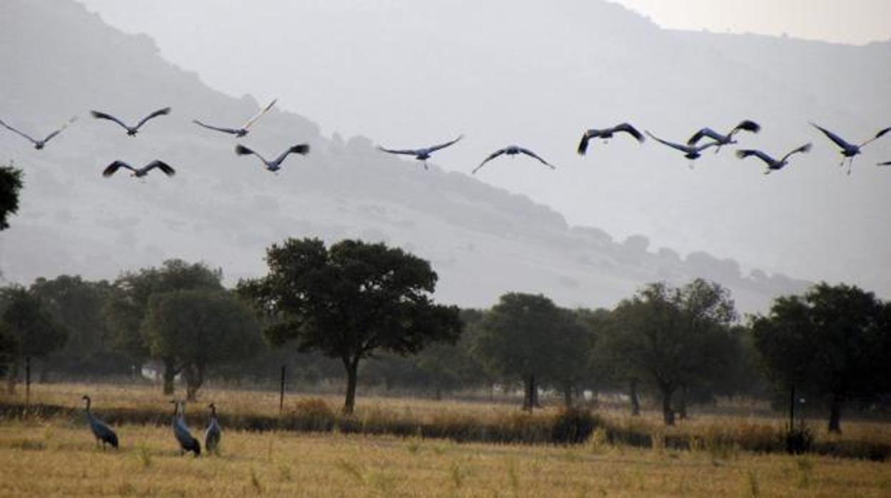 Grullas en el Parque Nacional de Cabañeros