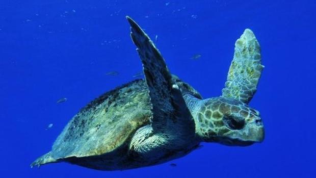 Dos décadas de apoyo del CSIC a las tortugas bobas caboverdianas