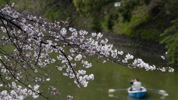 Descubren un fósil que adelantaría 50 millones de años el origen de la flores