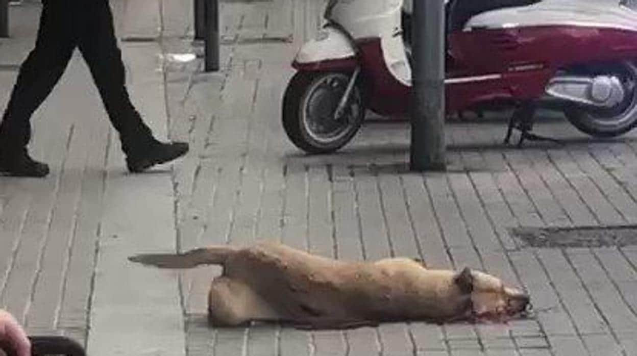 El perro abatido por el guardia urbano