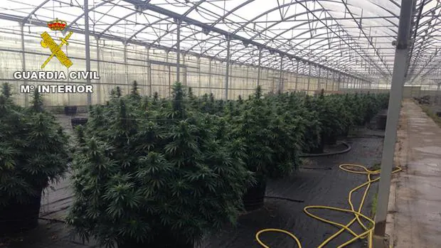 El robo en una empresa destapa una gigantesca plantación de marihuana