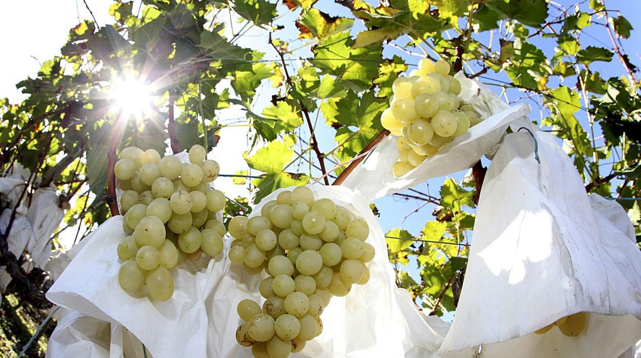 Imagen de unos racimos de uva del Vinalopó