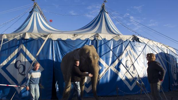 La última Navidad para ver circos con animales en la Comunidad Valenciana